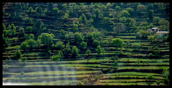 Terraced Fields