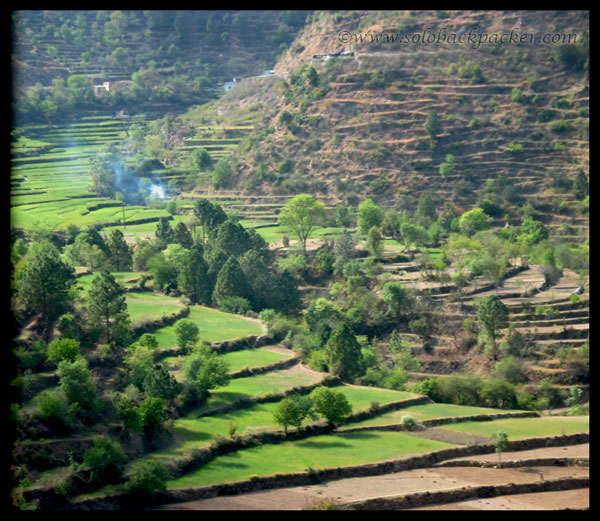 Terraced fields enroute Tehri Dam