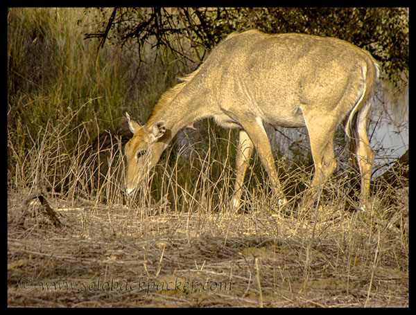 A Blue Bull (Nilgai) posing for us