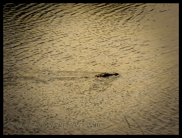 A Mugger Crocodile