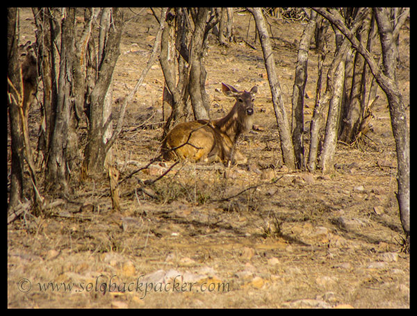 A Sambhar@ Ranthambhore National Park