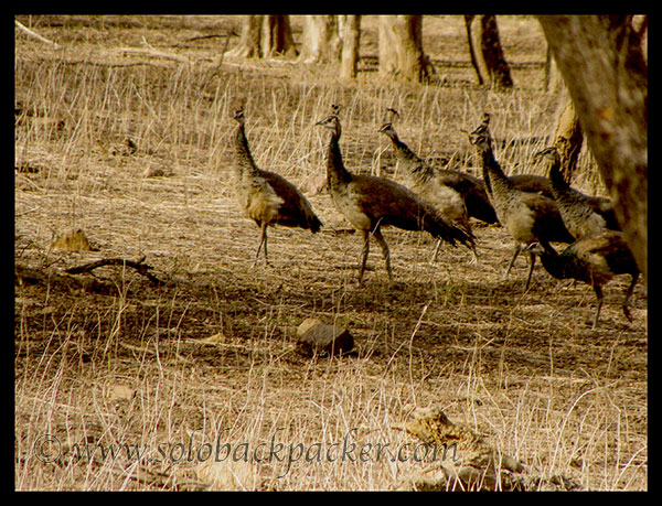 A group of Peacock