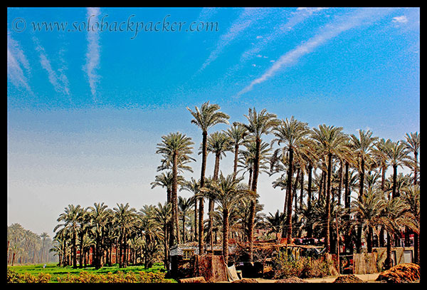 Date Trees on the road to Dahshur
