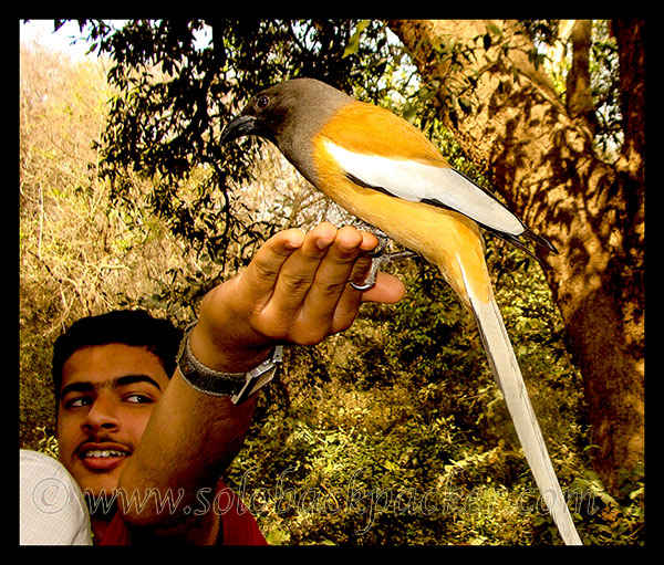 Indian Tree Pie @ Ranthambhore National Park