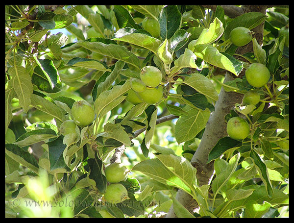 Apple Tree at Roghi Village