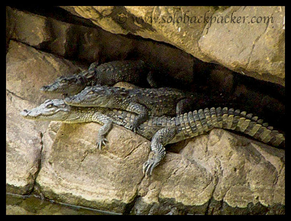 Mugger Crocodiles near Hammir Kund on the way to the Fort