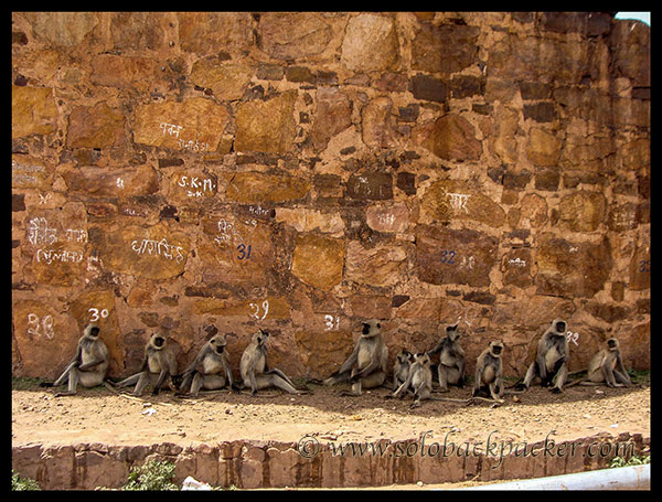 Langoors sitting in a queue