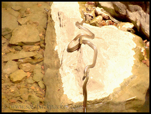 Water Snakes in a water pool along the fort road
