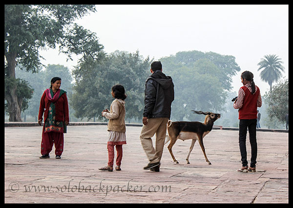 A deer wandering near the tourists @ The Tomb of Akbar The Great, Sikandara, Agra