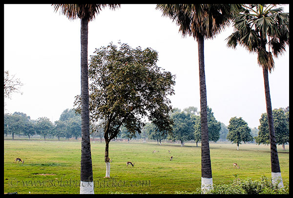 Deer grazing in the complex @ Sikandara, Agra