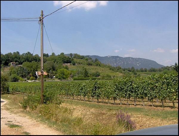 Vineyards