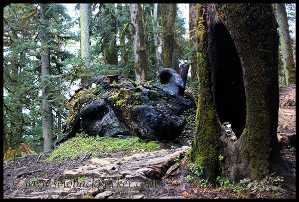 A Big Hollow Tree