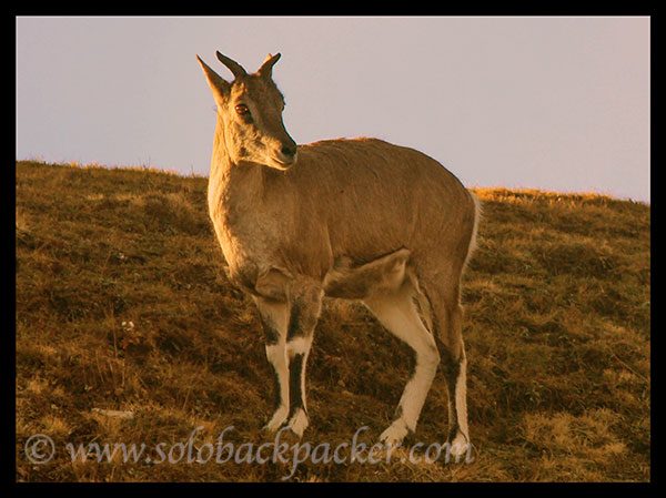 Bhural: The Mountain Goat