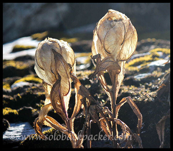 Brahma Kamal- A Sacred Flower