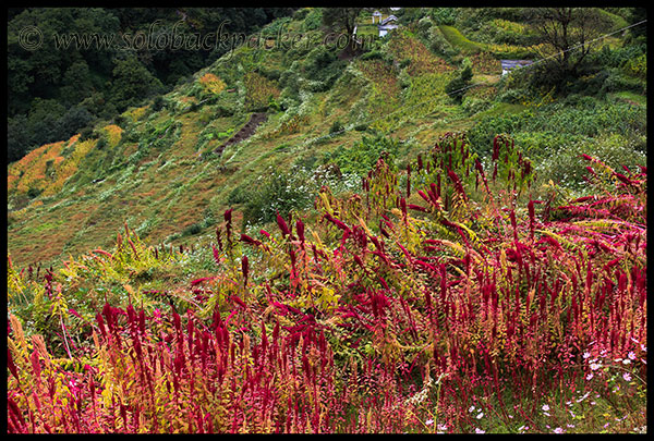 Chaulai : A major crop of the region