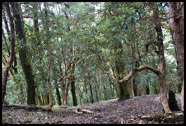 Dense Forest after Neel Ganga