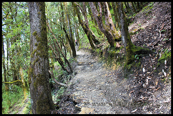 Hiking Trail through the Forest