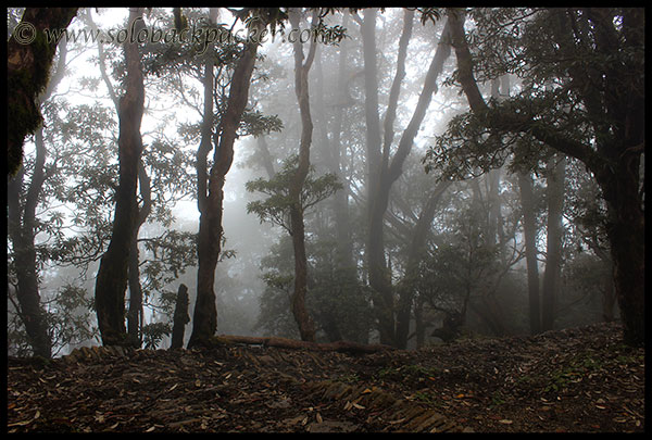 In the clouds through a dense forest