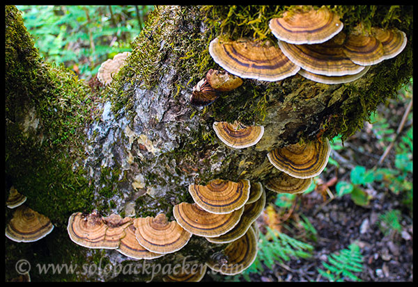 Parasitic Fungus on a Tree