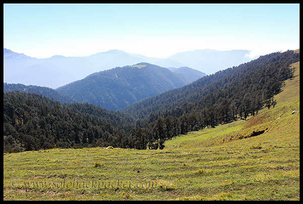 Sudden Change in Vegetation: From Grassland to Forest