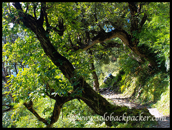 A Tree Arch on The Trail