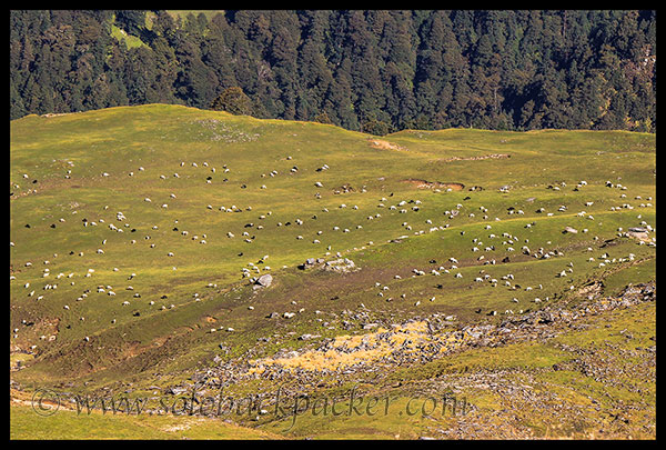 Cattle Grazing in the Bedini Bugyal