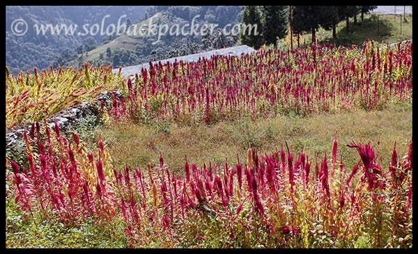 Colourful Fields of Chaulai