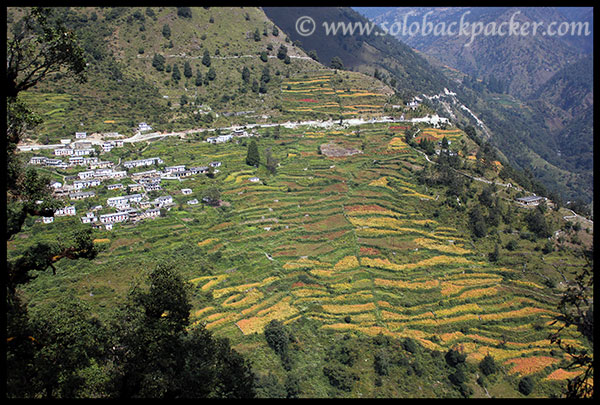 Kulling Village and its Colourful Fields