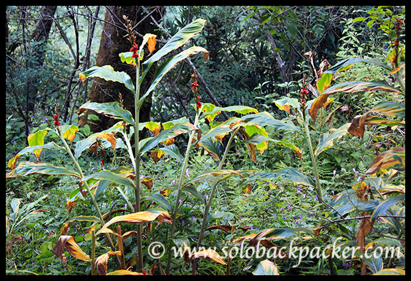 Hill Turmeric Plants