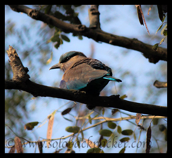 A Beautiful Bird