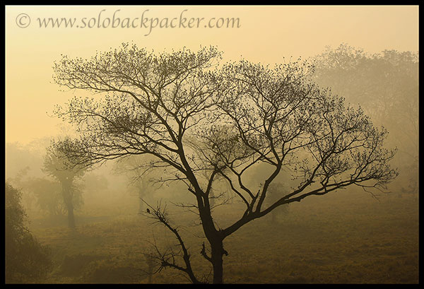  An Area of Pabitora in the Foggy Morning