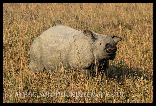 A Baby Rhinoceros