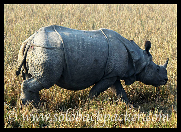 A Rhino with injured back