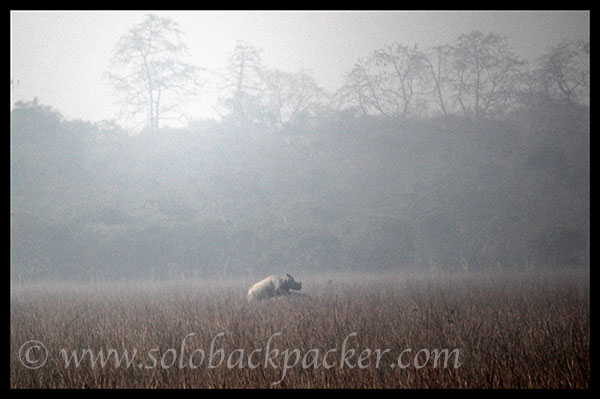 A Rhino Couple Making Love