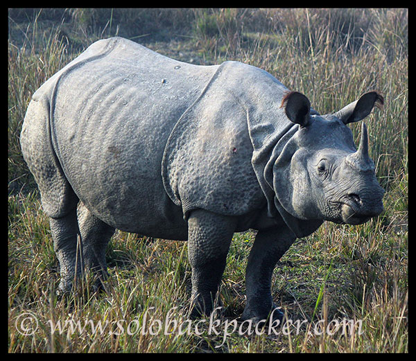 The Great Indian One-Horn Rhinoceros