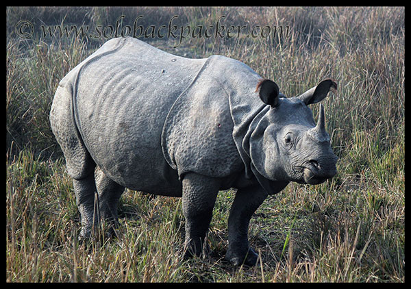 The Great Indian One-Horn Rhinoceros @ Pabitora Wildlife Sanctuary