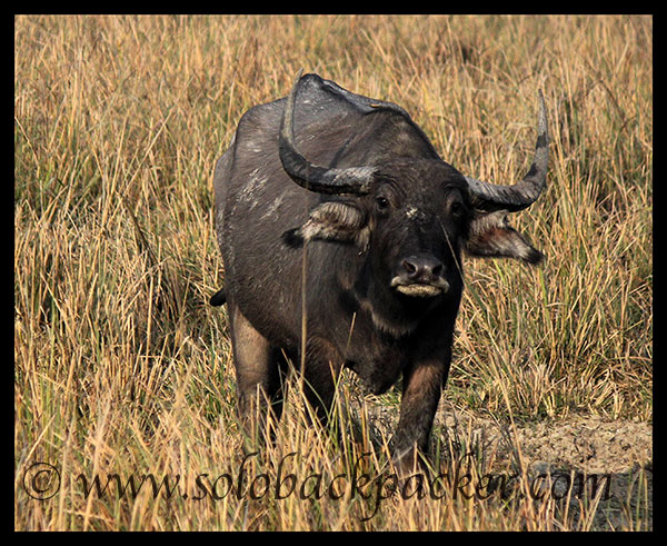 Wild Buffalo@Pabitora