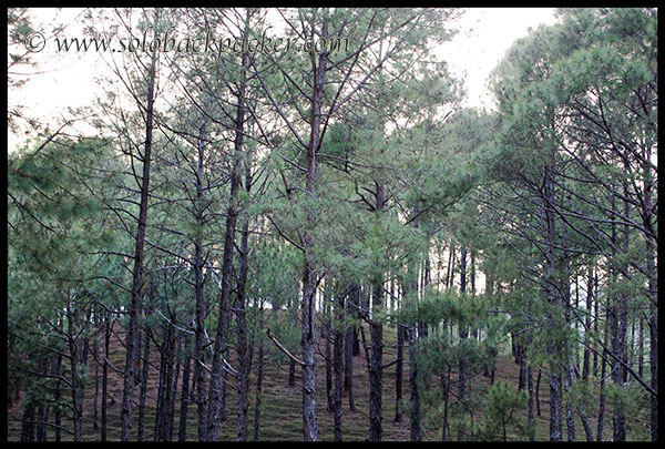 Pine Forest Along The Road to Gwaldam