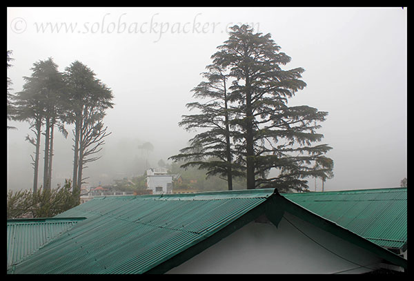 Pine Trees at GMVN Guest House