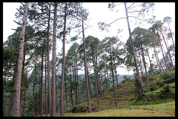 Pine Trees Near Gwaldam