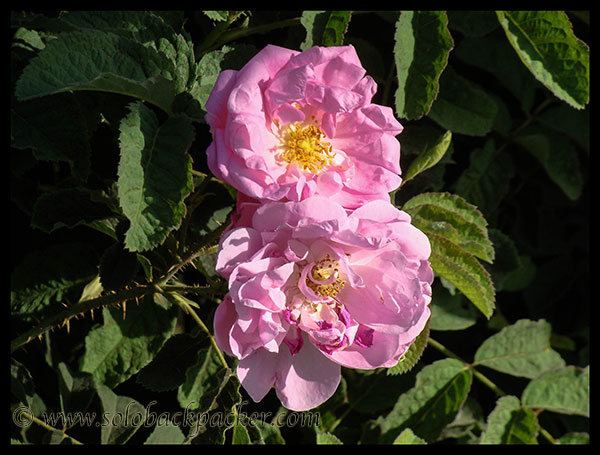 Chaitri Roses