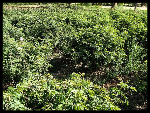 Production of Chaitri Roses