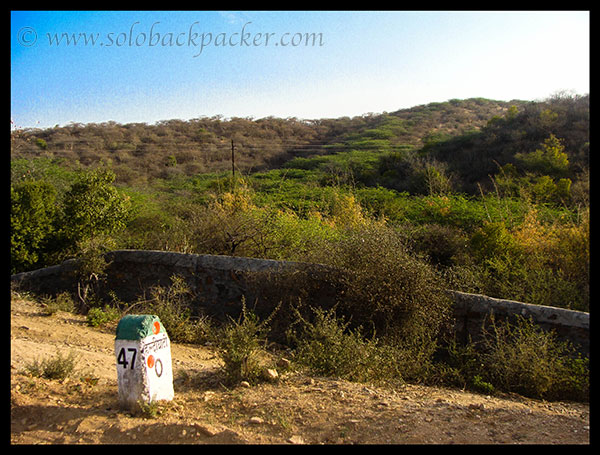 Thorny Bushes Around Haldighati Pass