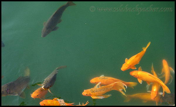Coloured Fishes in Amrit Sarovar