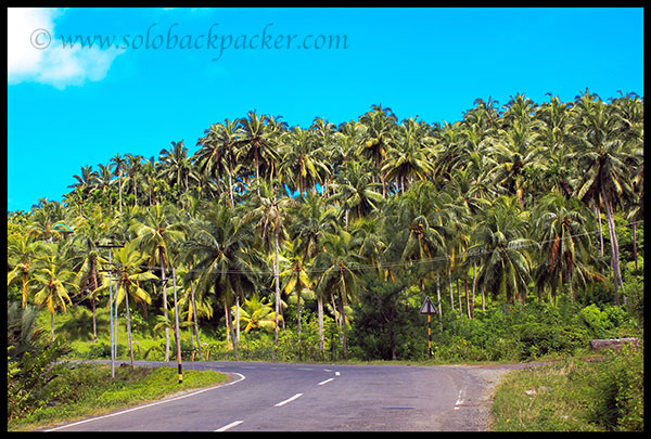 Coconut Plantation Along The Road to Wandoor