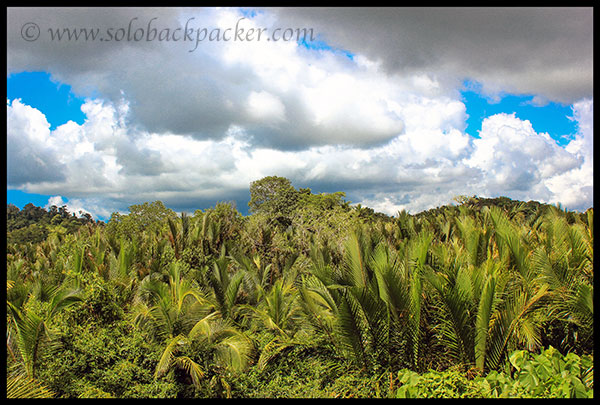 Plantation Along The Road to Wandoor