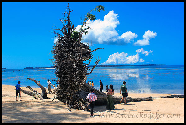 Memories of Tsunami: An Uprooted Tree