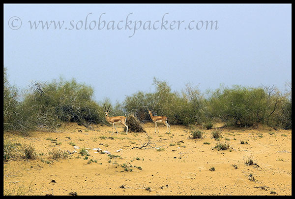 May be Chinkara ?