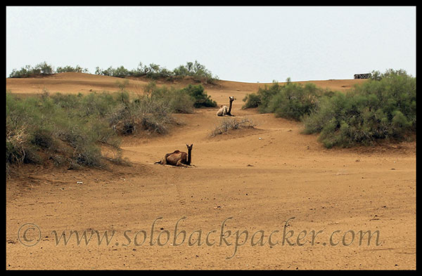 The Official Transport of The Desert