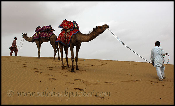 Camel in Another Sand Dunes